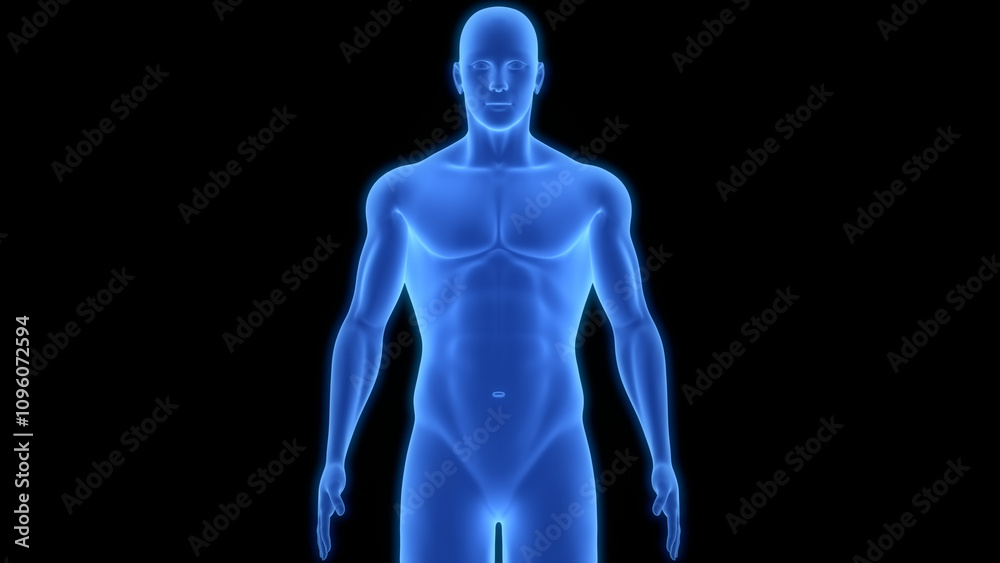 Human Muscular Fit Body Anatomy Human Muscular Fit Body Anatomy