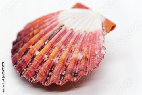 Front view Royal Mantle Scallop or Pecten Pallium, a beautiful bivalve shell whose habitat is indopacific and red sea