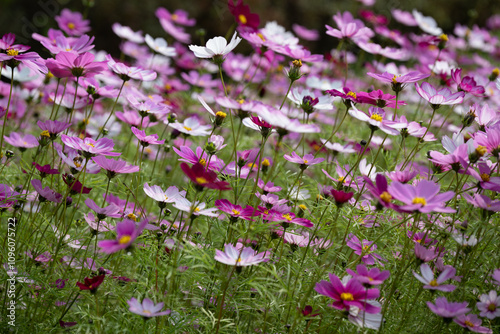 가을의 정취를 느끼게 하는 코스모스