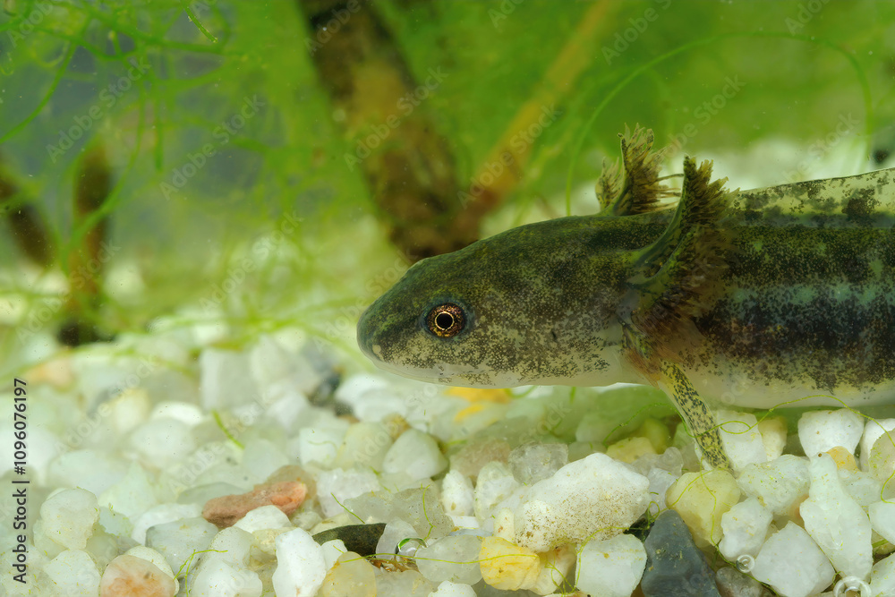 Closeup on a larvae of the North-American longtoed salamander, Longtoed salamander Closeup on a larvae of the North-American longtoed salamander, Longtoed salamander