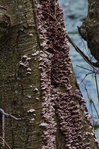 Silver Leaf (Chondrostereum purpureum) photo