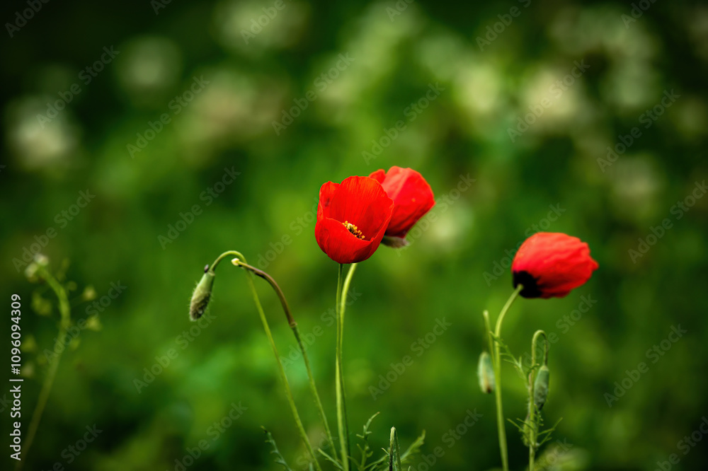 Obraz premium red poppy flower