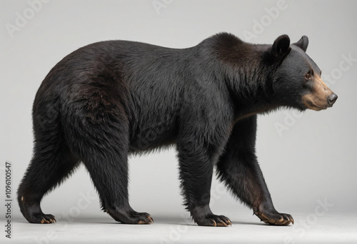  standard Black Bear right side view. Full figure visible, flat white background, no shadows, head and legs visible, ultra detailed, photorealistic 400mm lens, low angle 