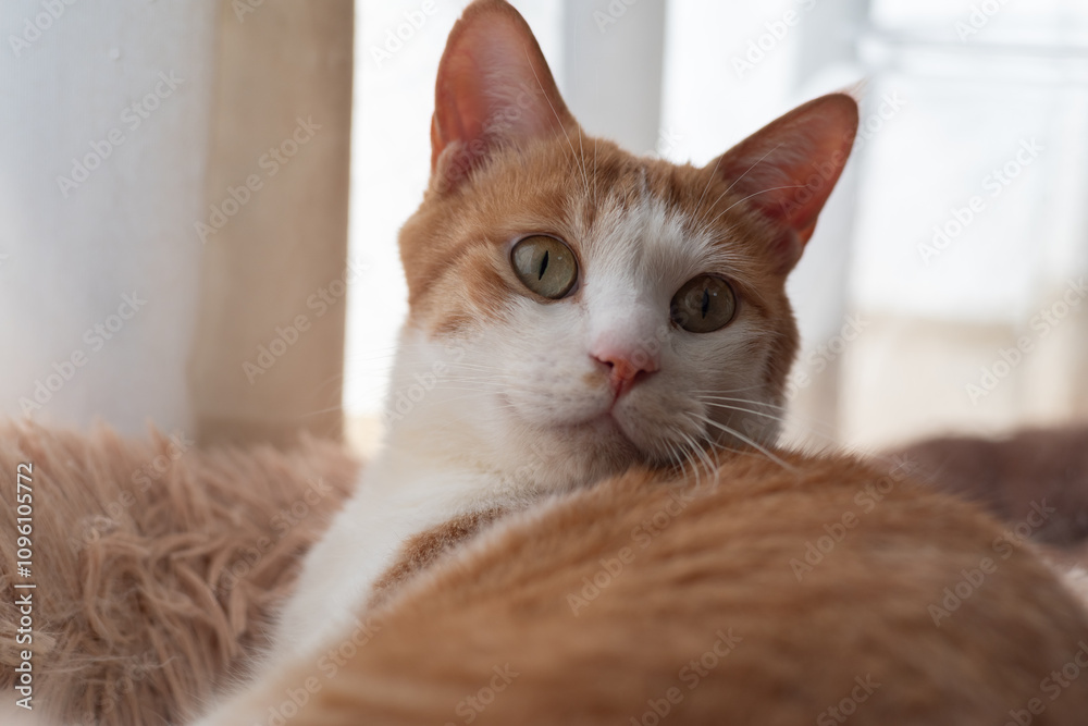 窓辺でくつろぐ可愛い猫 茶トラ白 窓辺でくつろぐ可愛い猫 茶トラ白