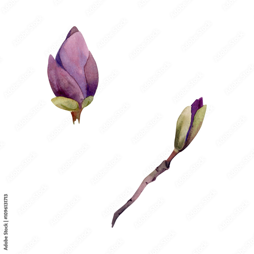 Fototapeta premium Spring flower, mauve magnolia camelia tree bush buds on branch, exotic isolated botanical illustration hand drawn in watercolor. Single element object for florist shop, stationery, wedding bouquet.