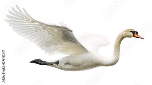 Fototapeta Naklejka Na Ścianę i Meble -  A graceful swan gliding with its wings slightly spread isolated on a transparent background, PNG
