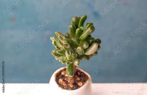 Money Tree Crassula Gollum reverse variegated. Monster. Sukulent. Bonsai style. Plant for home photo