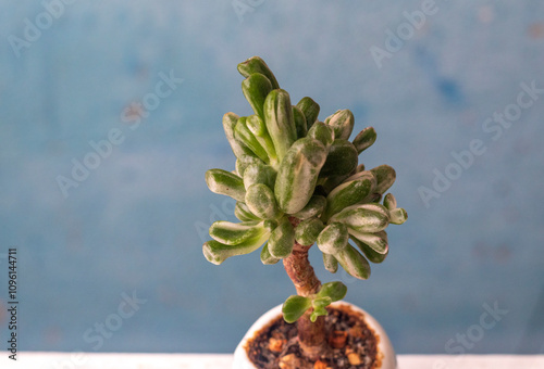 Money Tree Crassula Gollum reverse variegated. Monster. Sukulent. Bonsai style. Plant for home photo