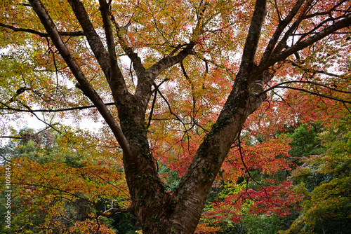 紅葉した木々