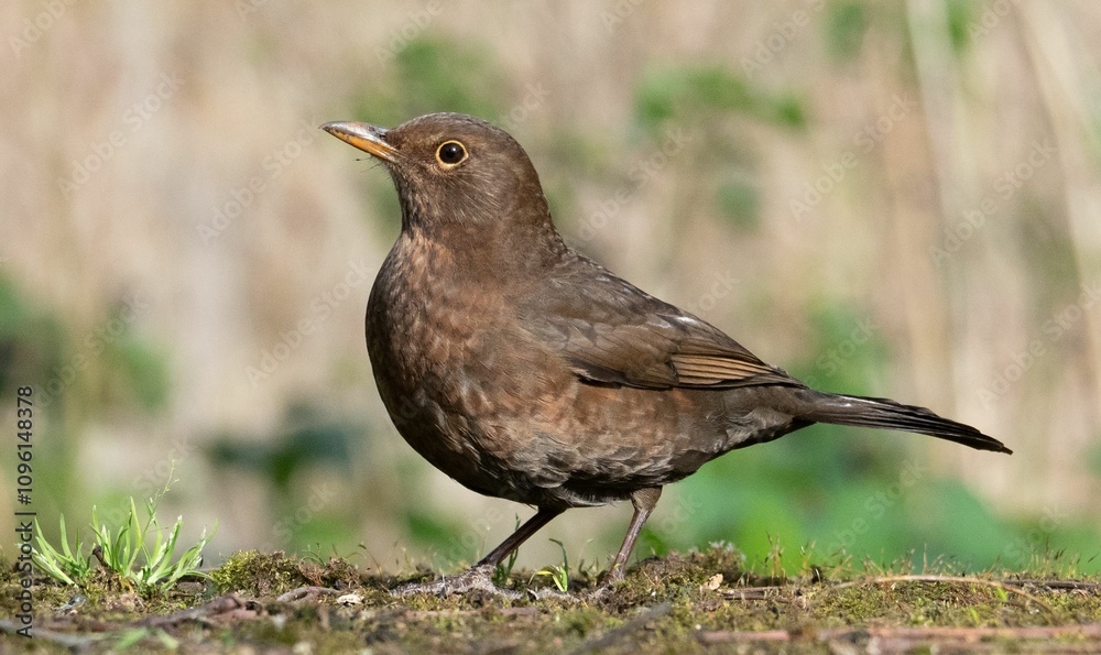 Female blackbird on the ground with a blurred background. Female blackbird on the ground with a blurred background.