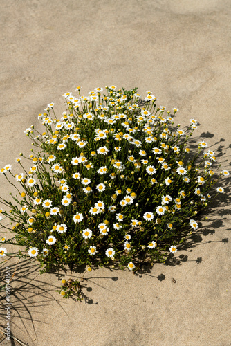 plage de Piémanson au bord de la mer Méditerranée