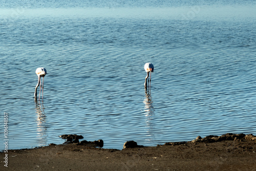 plage de Piémanson au bord de la mer Méditerranée