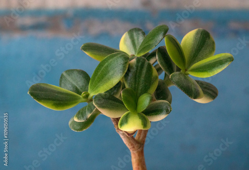 Money tree Crassula var. Alba. Bonsai style. Plant for home