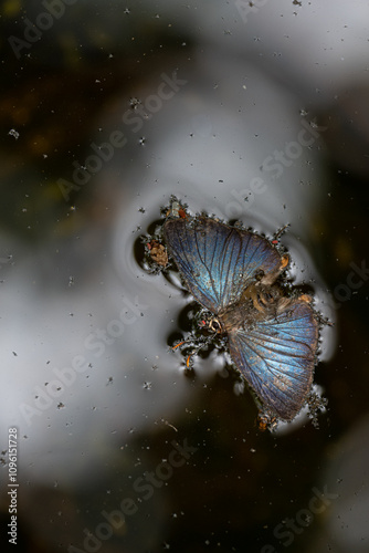 Decomposing dead body of blue butterfly floating on surface of a small well in garden, natural daylight