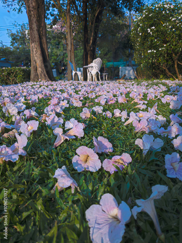 Pink Tacoma flower, Tabebuia rosea, fallen on lawn under its tree in garden with warm morning sunshine 