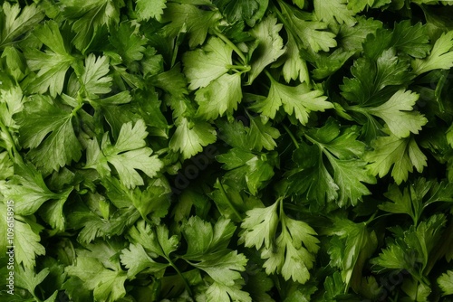 Close-up of fresh green parsley leaves, highlighting texture and natural details. Ideal for culinary themes, healthy cooking, and organic food concepts.