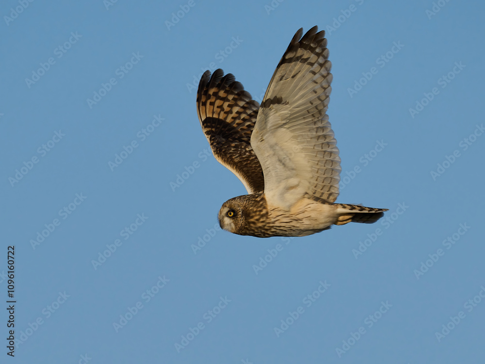 Fototapeta premium Short-eared owl (Asio flammeus)