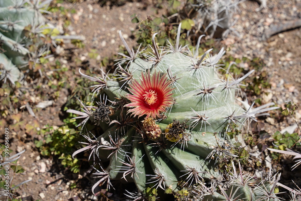Barrel Cactus and Red Flower. Cactus with red flowers blooming on the top Barrel Cactus and Red Flower. Cactus with red flowers blooming on the top