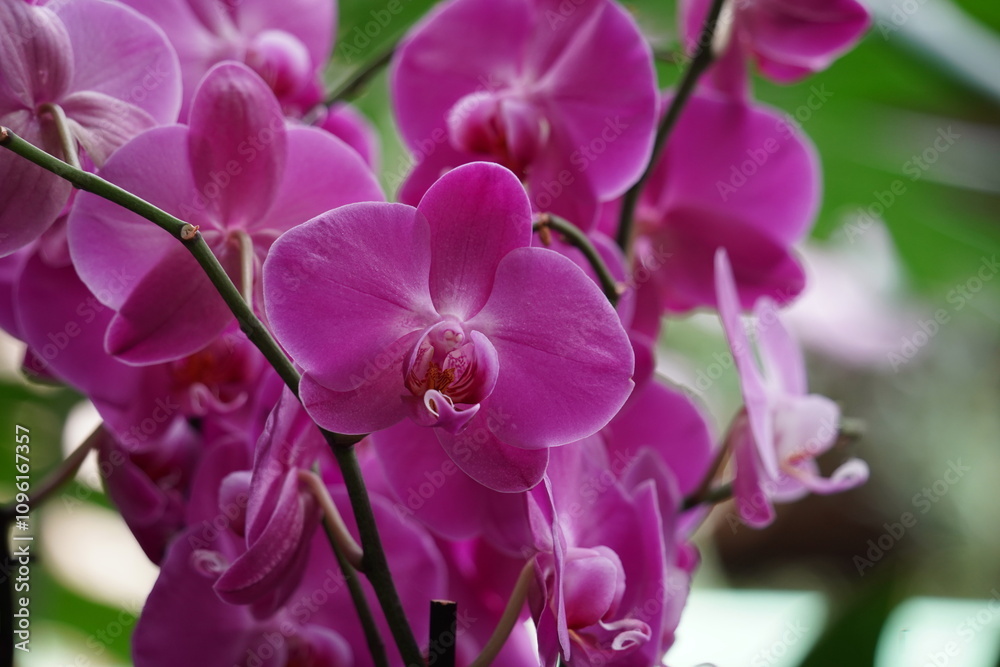 Obraz premium Orchids one of the largest and most diverse groups of flowering plants. Park of tropical plants UTOPIA. Israel.