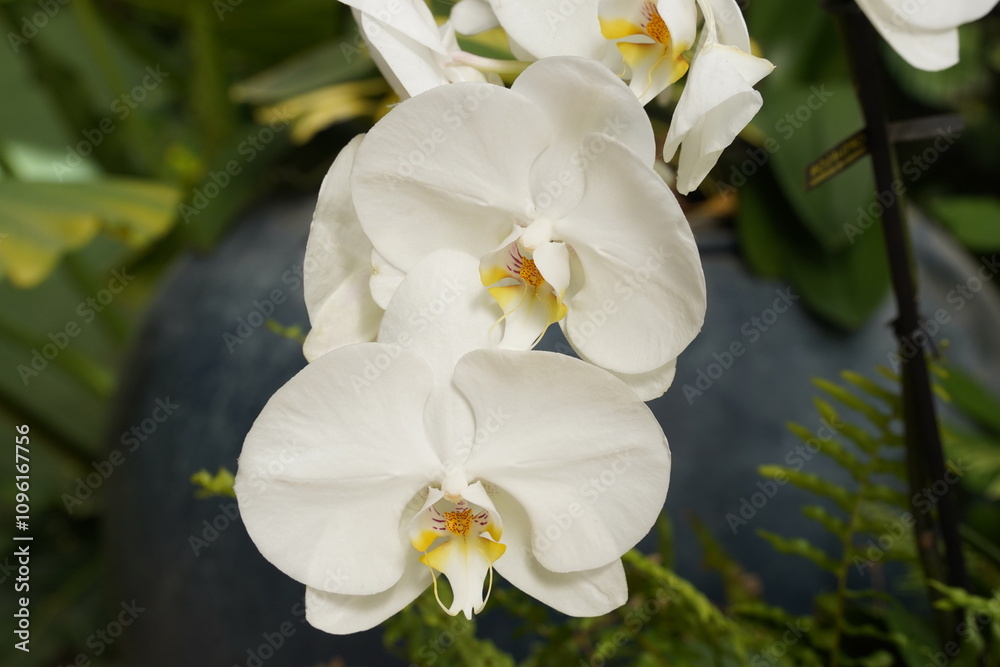 Orchids one of the largest and most diverse groups of flowering plants. Park of tropical plants UTOPIA. Israel. Orchids one of the largest and most diverse groups of flowering plants. Park of tropical plants UTOPIA. Israel.