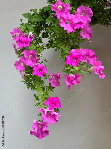 Pink petunia flowers ampelous ornamental plant.  photo