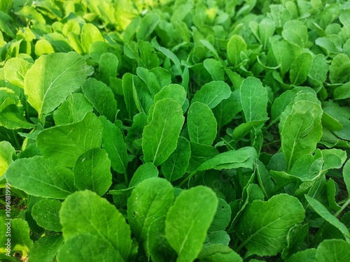 fresh mustard greens