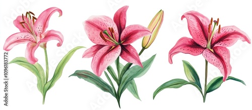 Pink red lily flower collection illustrated on a clean white background showcasing blossoms in various stages of bloom.