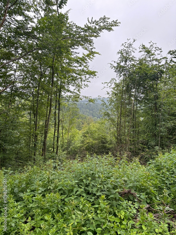 Fototapeta premium trees in the woods