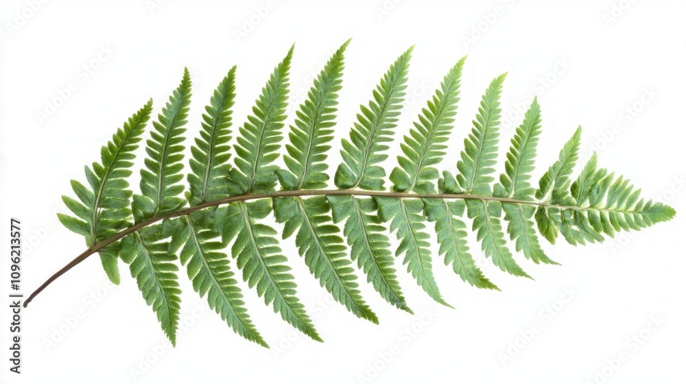 Delicate Fern Leaf, Nature's Exquisite Design Delicate Fern Leaf, Nature's Exquisite Design