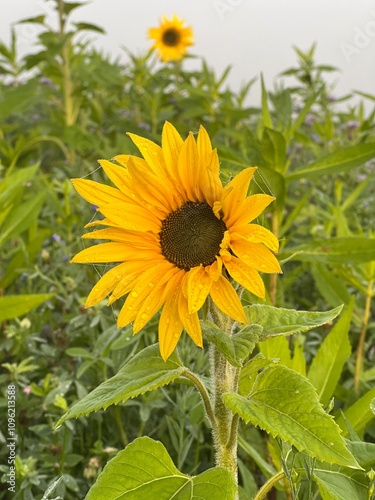 Eine Sonnenblume im November am Rand eines Feldes in Deutschland. Wetter, warm