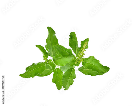Holy basil or tulsi leaves isolated over transparen png.
