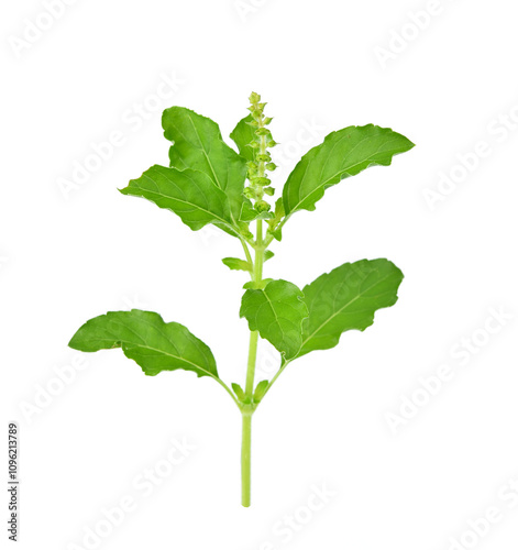 Holy basil or tulsi leaves isolated over transparen png.