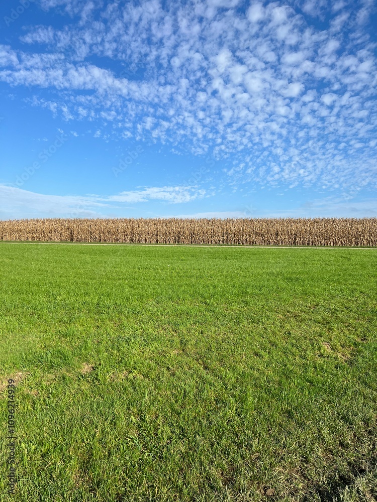 Fototapeta premium Ein Maisfeld an einer Landstrasse und gegenüber eine Wiese und darüber ein blauer Himmel mit leichter Bewölkung