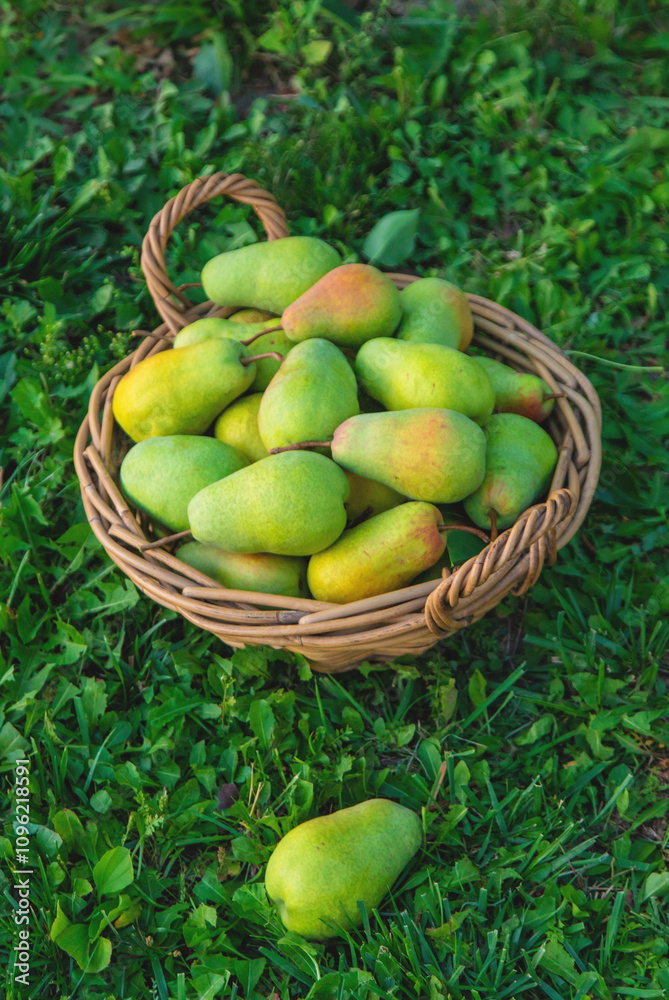 Pear harvest in the garden. Selective focus. Pear harvest in the garden. Selective focus.