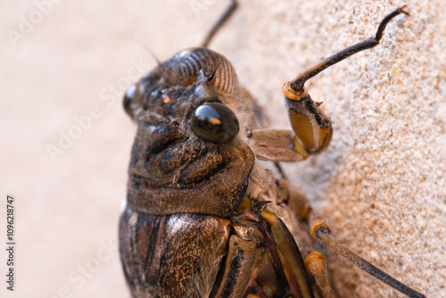 Cicada Singing on a Branch, Capturing the Essence of Summer, Nature’s Harmony, and the Vibrant Sound of Life in the Wild, Representing the Beauty and Symbolism of the Insect World photo