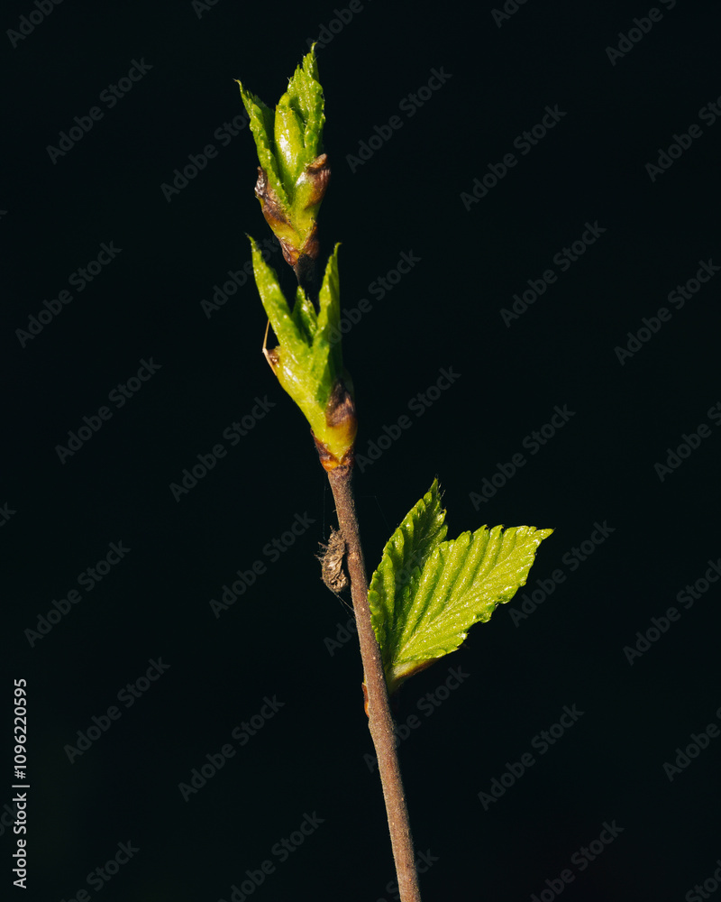 Fototapeta premium spring background with fresh green leaves and young buds