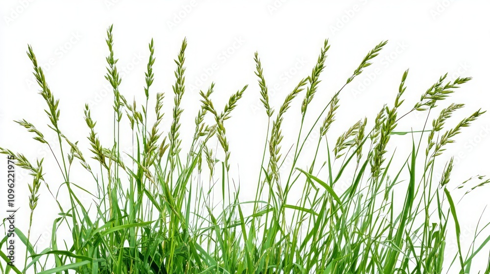 Naklejka premium Fresh Green Grass Isolated on White Background