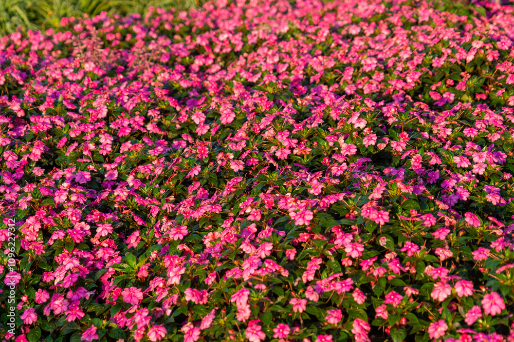 Fototapeta premium Flowering garden plant in the family Balsaminaceae. Background flowers 