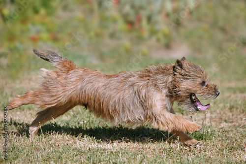 Fotografie Cairn terrier