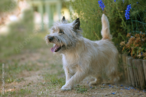 Cairn terrier photo