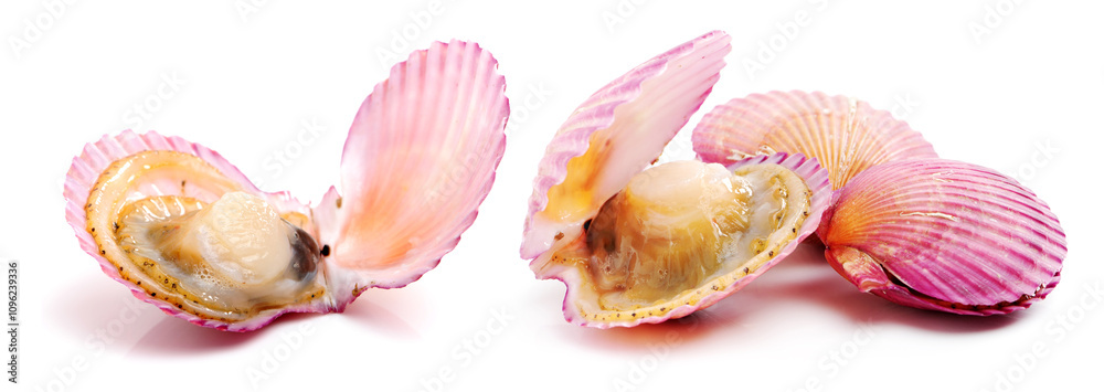 Raw scallop on white background Raw scallop on white background