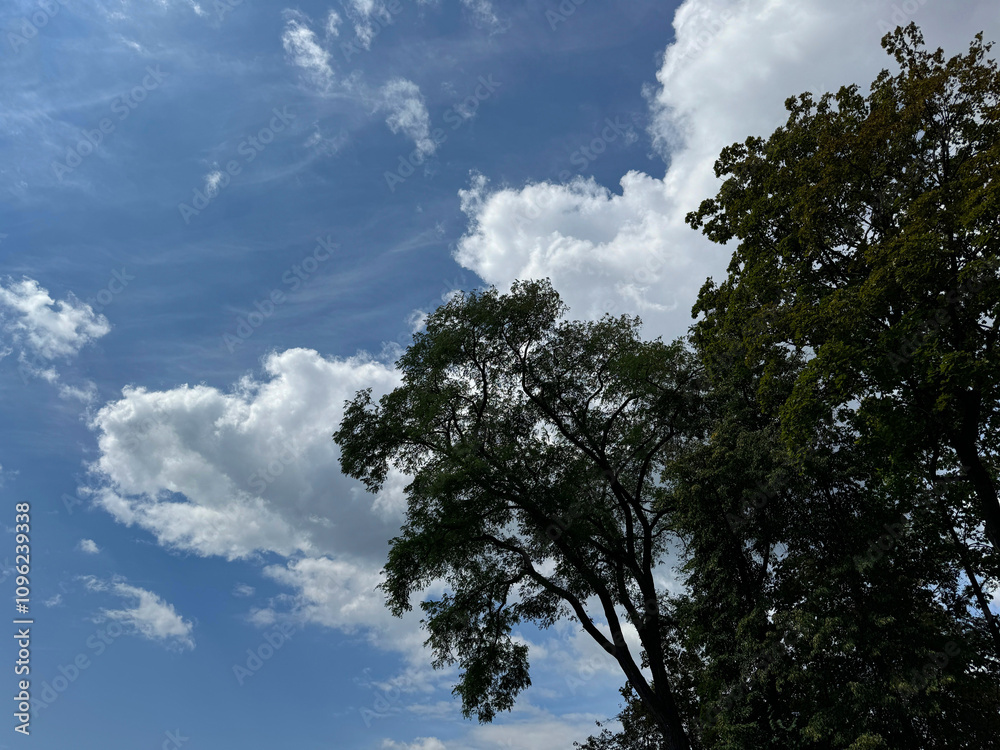 Trees in forest against sky with clouds Trees in forest against sky with clouds