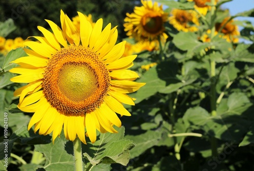 Sunflowers growing in a sunflower field in a bright sunny summer.
