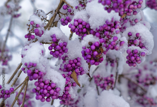Liebesperlenstrauch mit Schnee