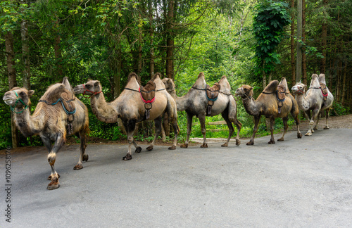 Kamelreiten: Skurrile Kamele mit Satteln in einer Reihe, Herde in Bayern, Deutschland, bereit zum Reiten für Events, Gruppen photo