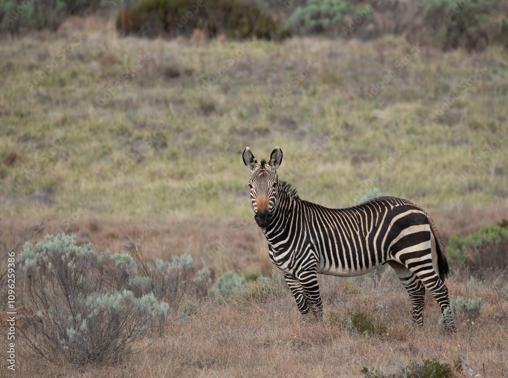 Obraz premium Bergzebras in Südafrika