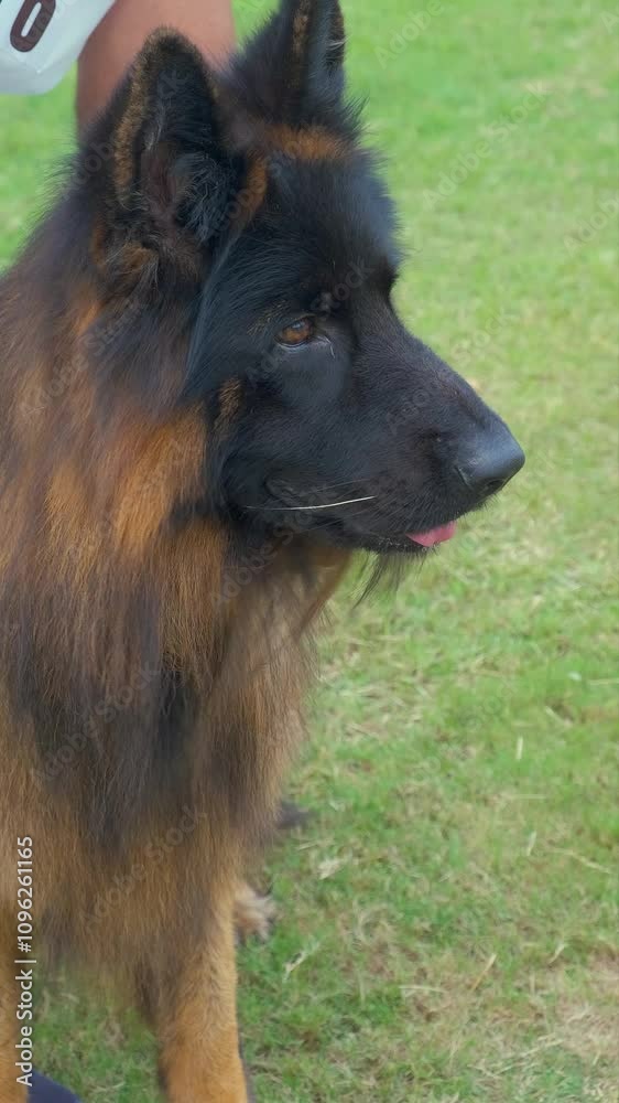 vertical video of man hands stroke the head of a German shepherd. The dog looks into the distance. Owner sniffs the pet's neck. Love and friendship. vertical video of man hands stroke the head of a German shepherd. The dog looks into the distance. Owner sniffs the pet's neck. Love and friendship.
