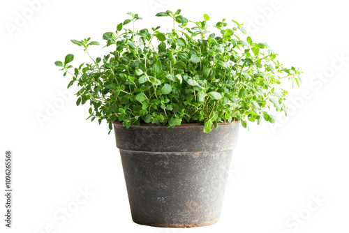 A lush, green plant in a rustic pot, showcasing vibrant leaves and healthy growth.