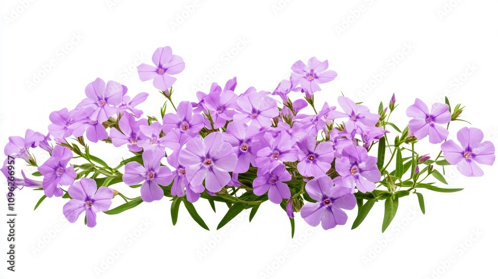 Fototapeta premium Delicate Purple Flowers Bouquet