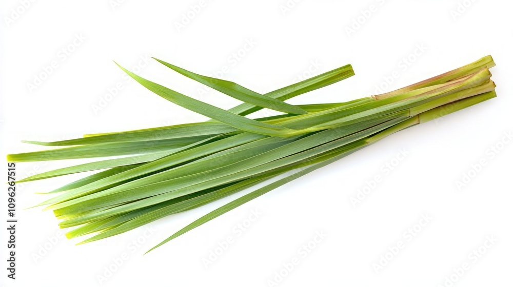 Fresh Green Herb Leaves for Culinary Use Fresh Green Herb Leaves for Culinary Use